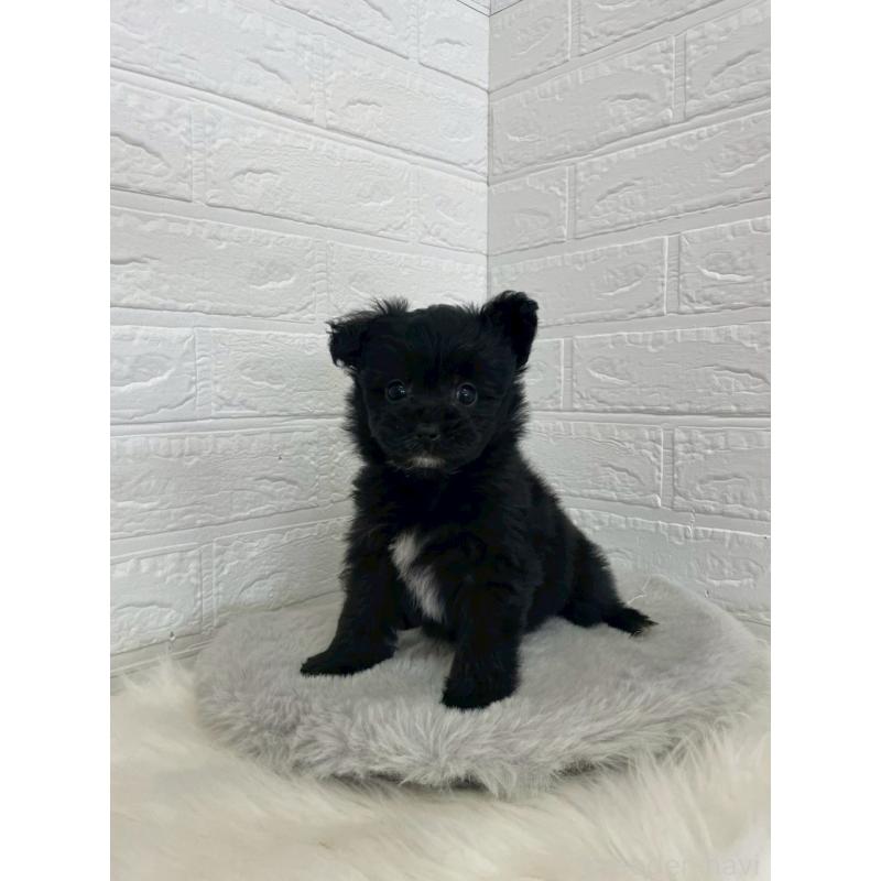 成約済の岡山県のポメプー:ポメラニアン×トイプードル-444263の8枚目