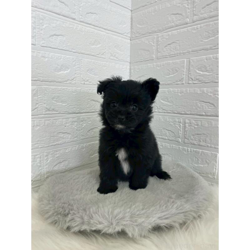 成約済の岡山県のポメプー:ポメラニアン×トイプードル-444263の7枚目