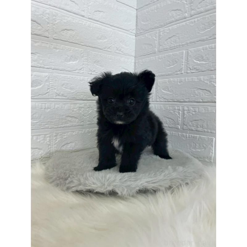 成約済の岡山県のポメプー:ポメラニアン×トイプードル-444263の6枚目