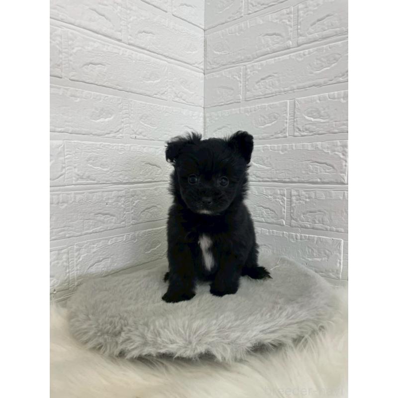 成約済の岡山県のポメプー:ポメラニアン×トイプードル-444263の5枚目