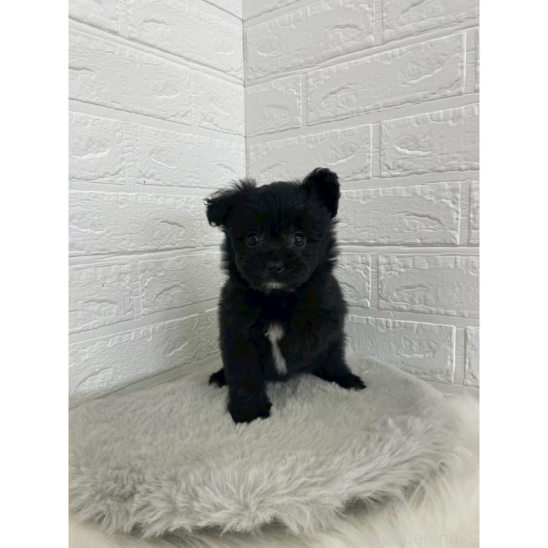 成約済の岡山県のポメプー:ポメラニアン×トイプードル-444263の4枚目