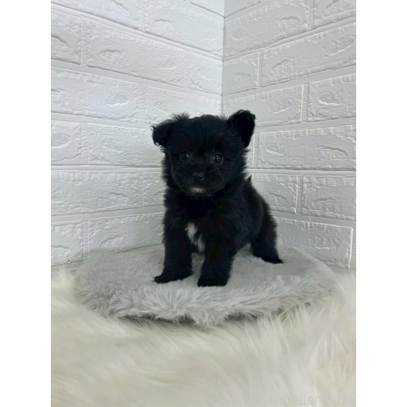 成約済の岡山県のポメプー:ポメラニアン×トイプードル-444263の3枚目