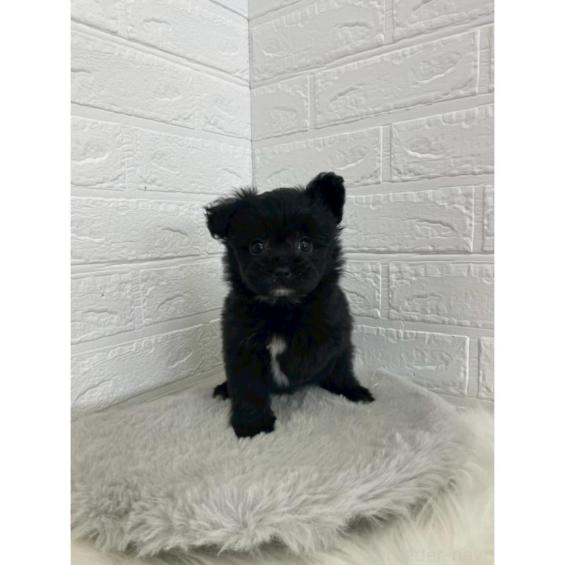 成約済の岡山県のポメプー:ポメラニアン×トイプードル-444263の2枚目