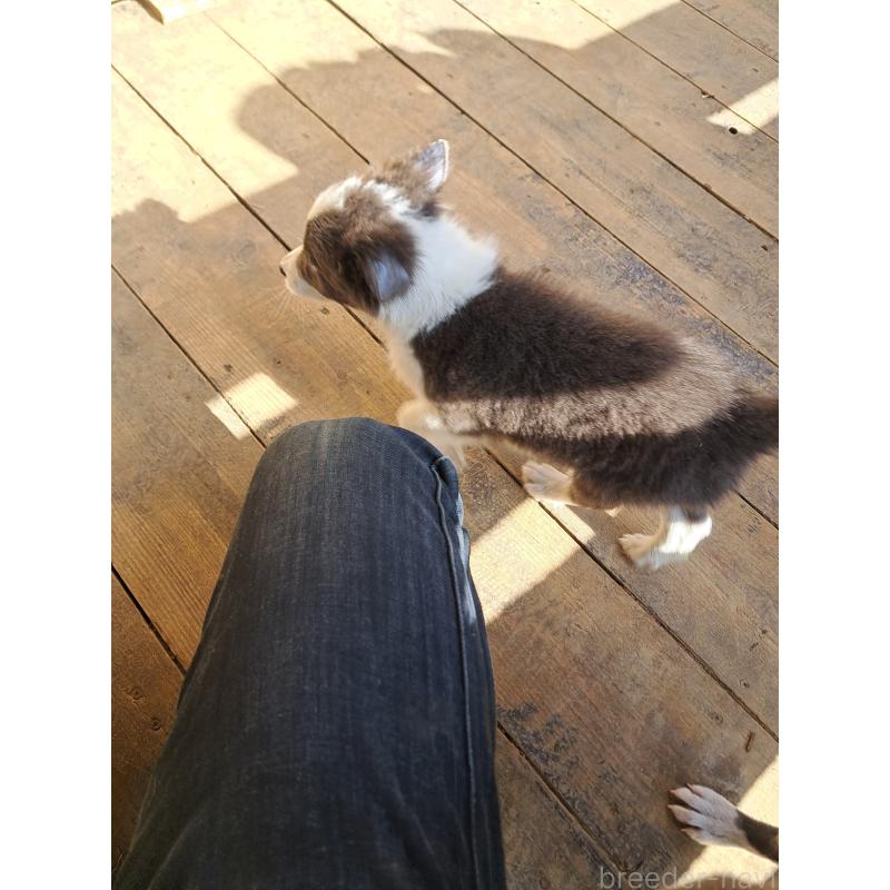 成約済の千葉県のミックス犬-441078の9枚目