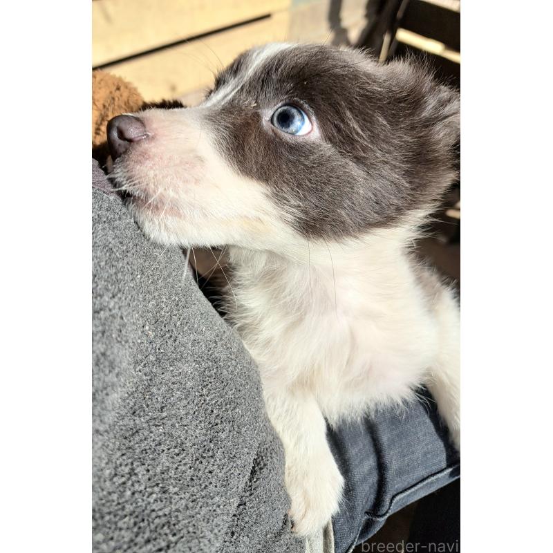 成約済の千葉県のミックス犬-441078の8枚目