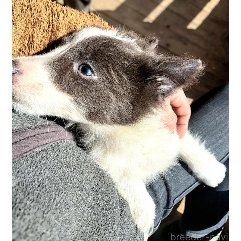 成約済の千葉県のミックス犬-441078の7枚目