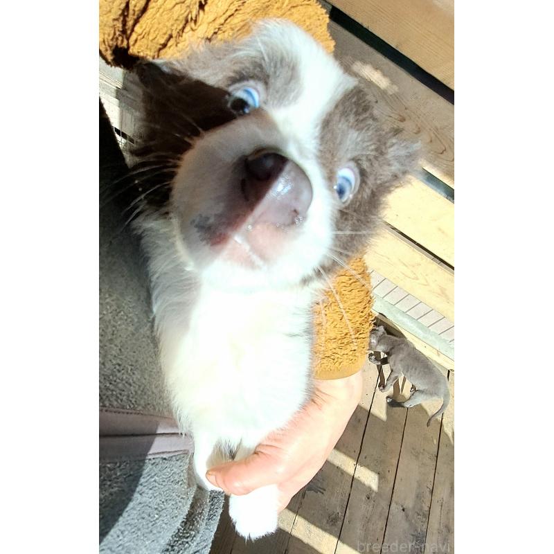 成約済の千葉県のミックス犬-441078の5枚目