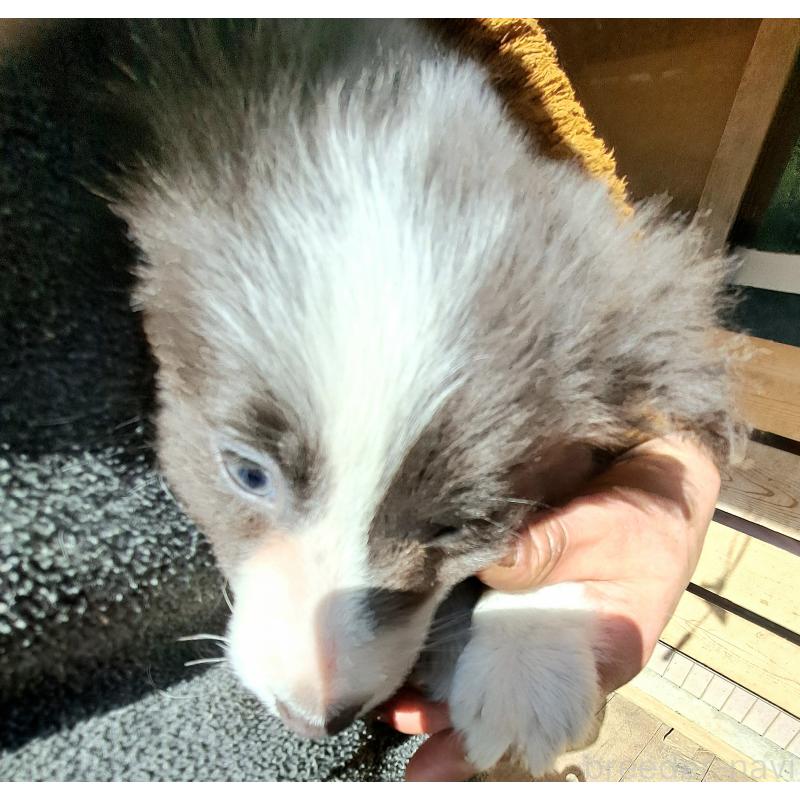 成約済の千葉県のミックス犬-441078の4枚目