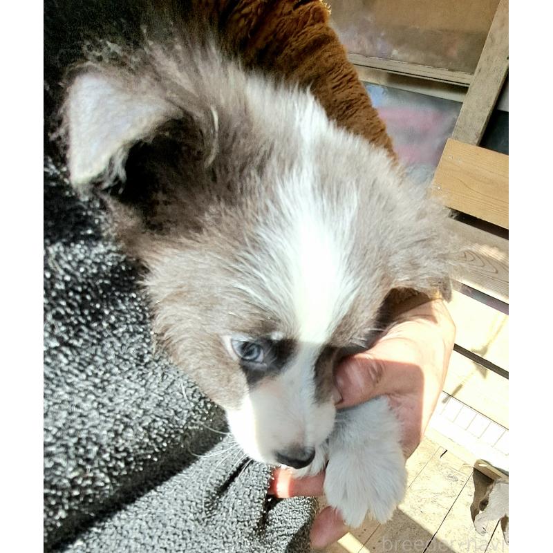 成約済の千葉県のミックス犬-441078の3枚目