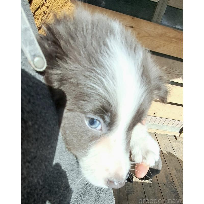 成約済の千葉県のミックス犬-441078の2枚目