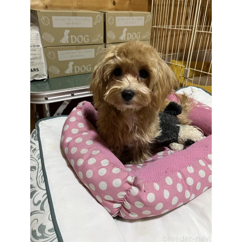 成約済の埼玉県のミックス犬-403916の4枚目