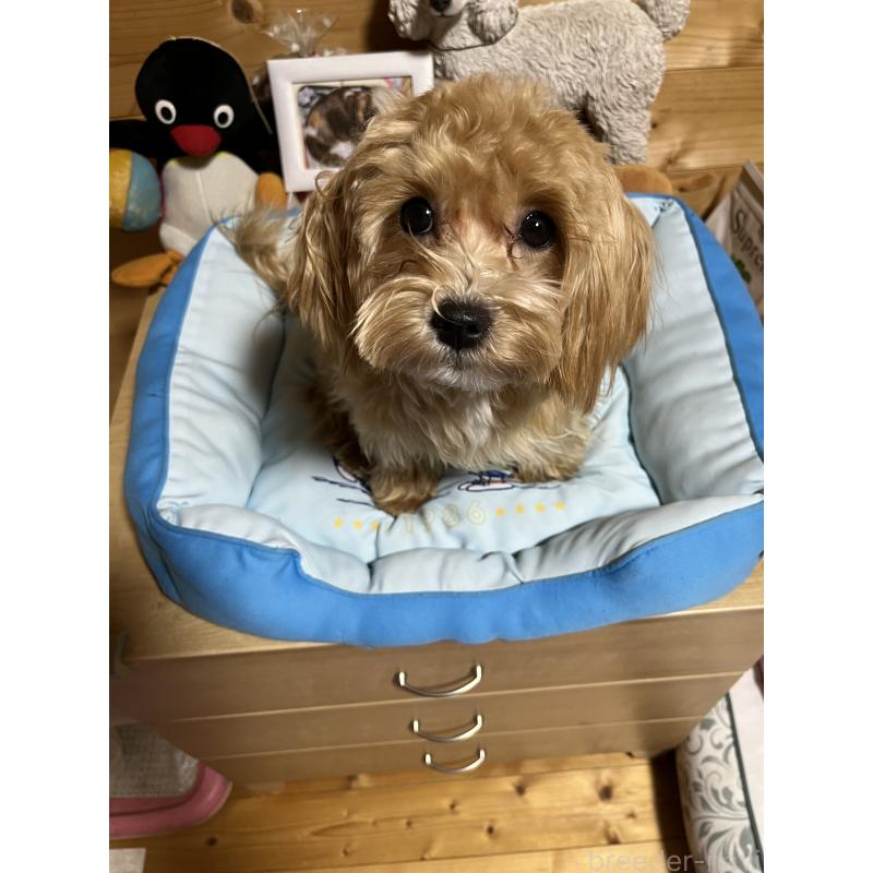 成約済の埼玉県のミックス犬-403916の3枚目