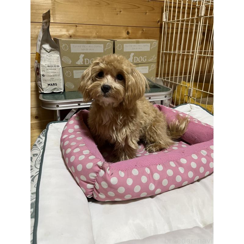 成約済の埼玉県のミックス犬-403916の2枚目