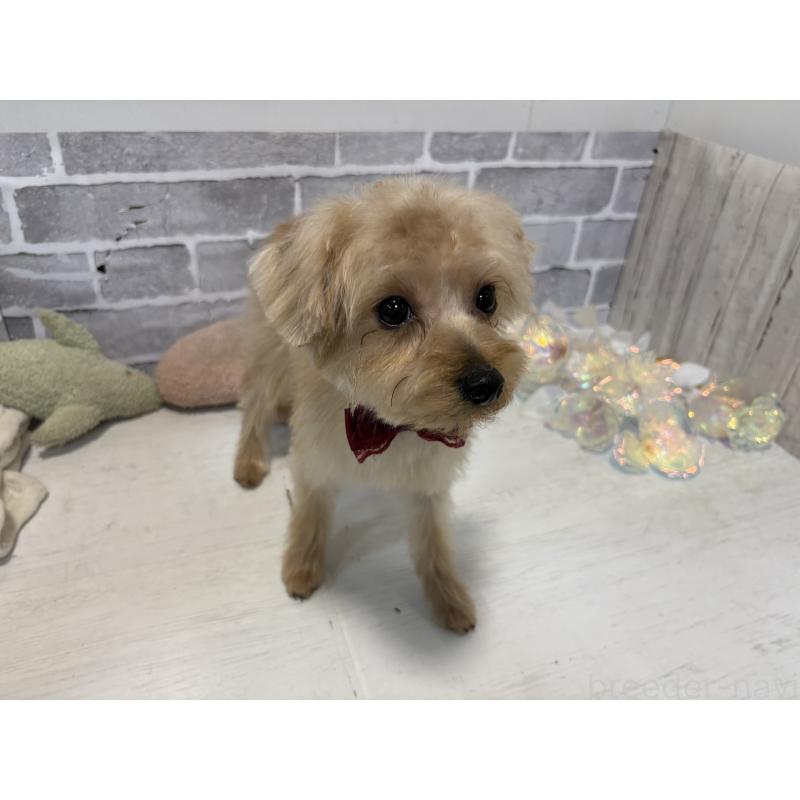 販売中の東京都のミックス犬-394134の7枚目