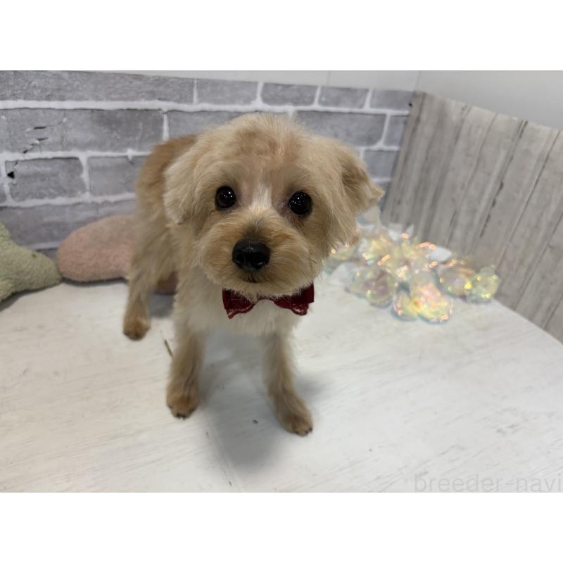 販売中の東京都のミックス犬-394134の6枚目