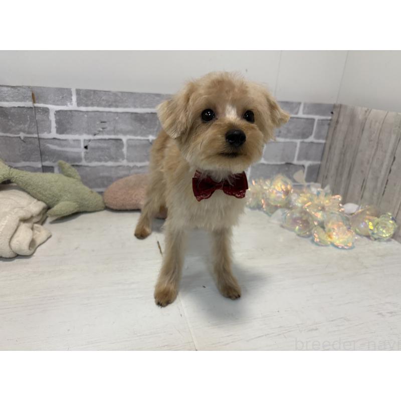 販売中の東京都のミックス犬-394134の5枚目