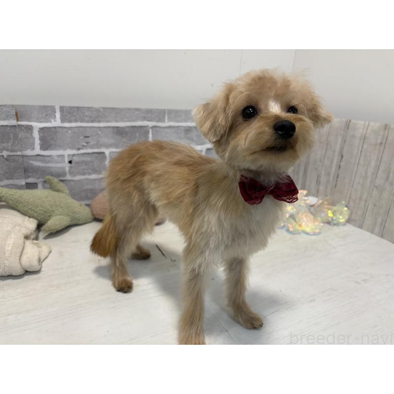 販売中の東京都のミックス犬-394134の4枚目