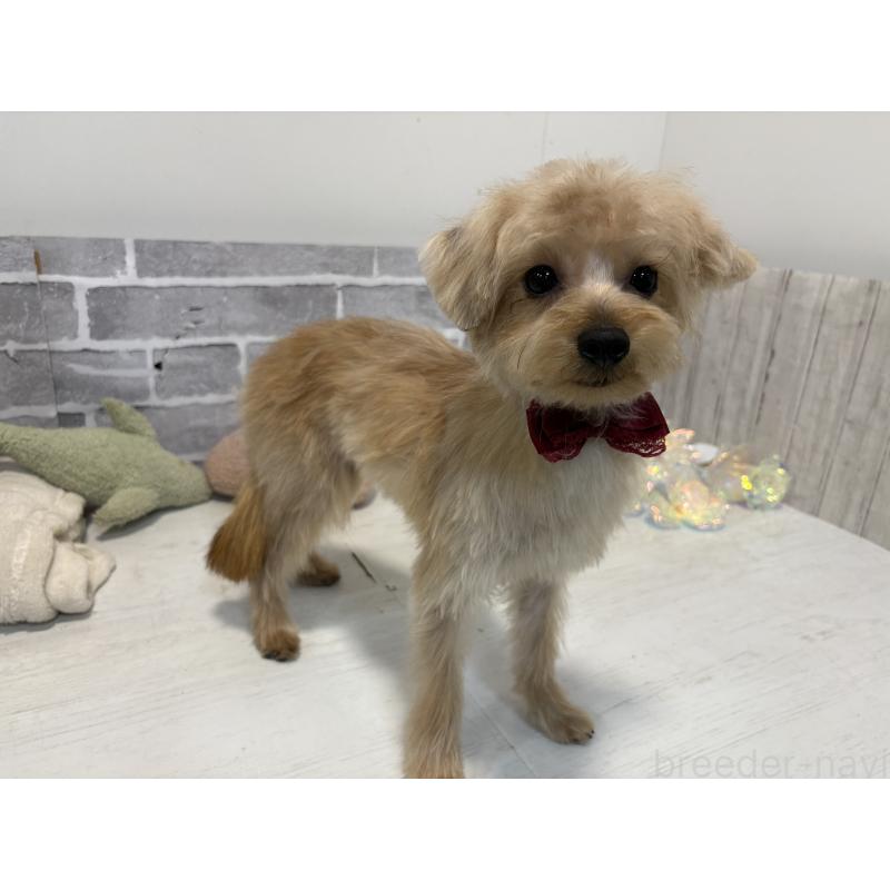 販売中の東京都のミックス犬-394134の3枚目