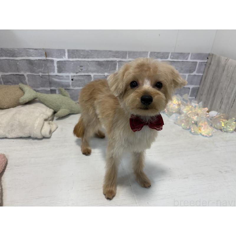 販売中の東京都のミックス犬-394134の2枚目