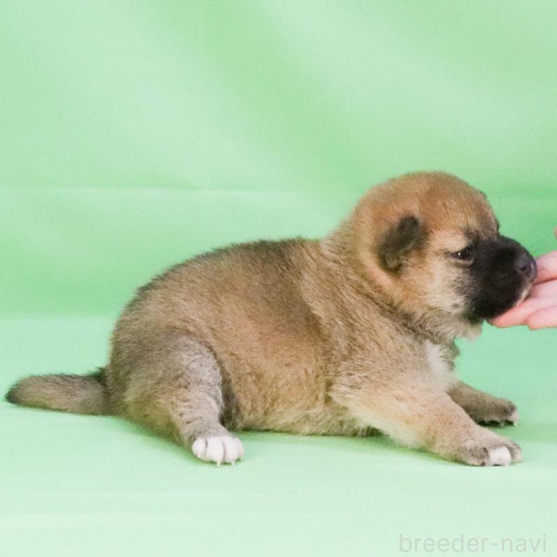 成約済の愛知県の柴犬-445467の3枚目