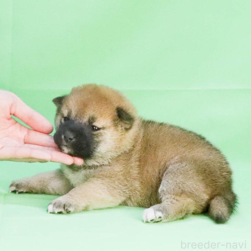 成約済の愛知県の柴犬-445467の2枚目