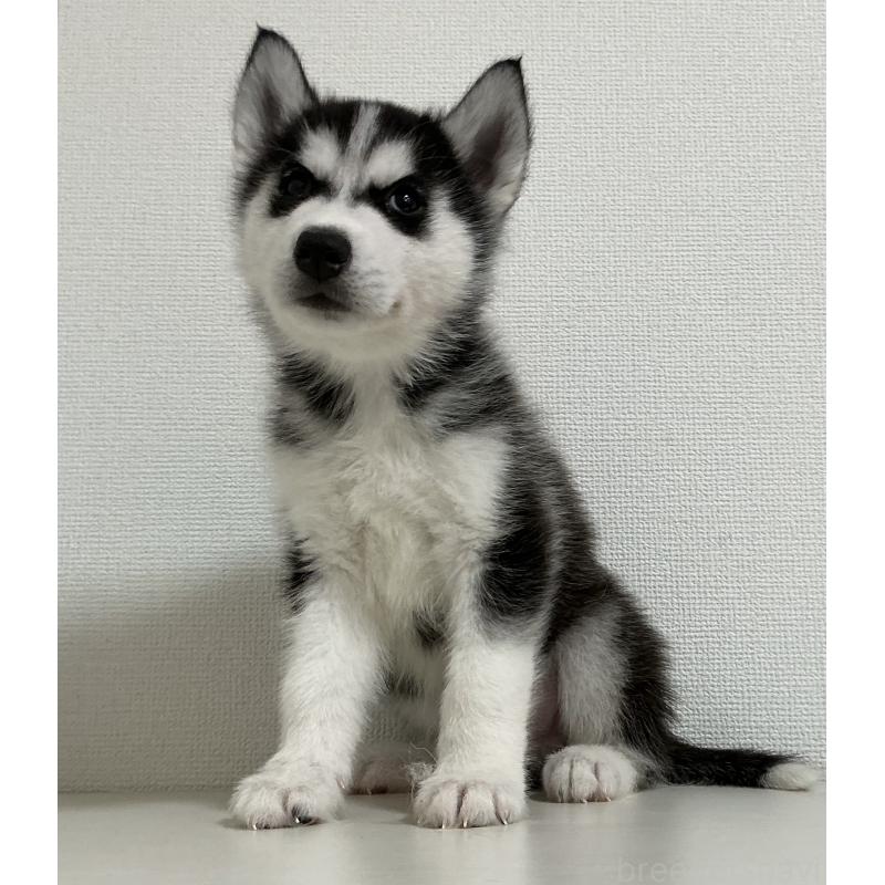 成約済の神奈川県のシベリアンハスキー-441312の5枚目