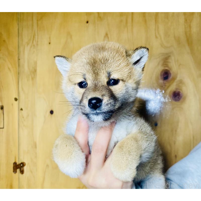 成約済の静岡県の豆柴-445077の5枚目