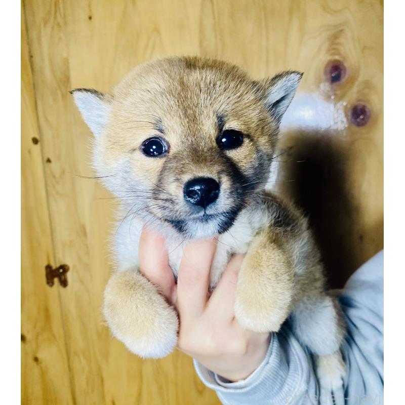 成約済の静岡県の豆柴-445077の4枚目