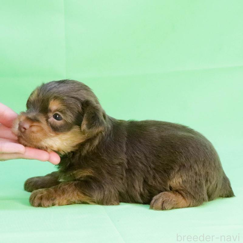 成約済の愛知県のヨークシャーテリア-444257の3枚目
