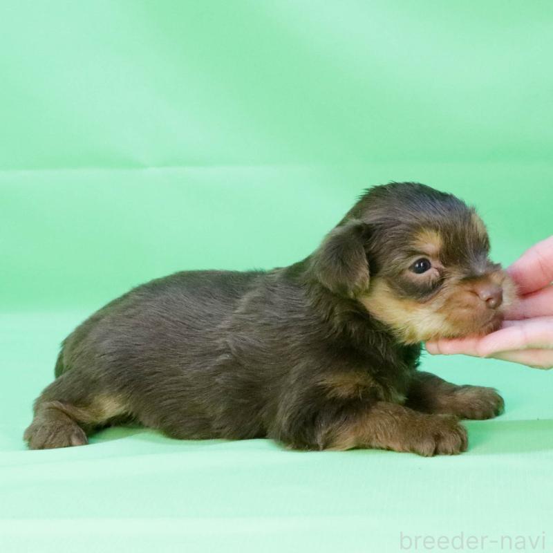 成約済の愛知県のヨークシャーテリア-444257の2枚目