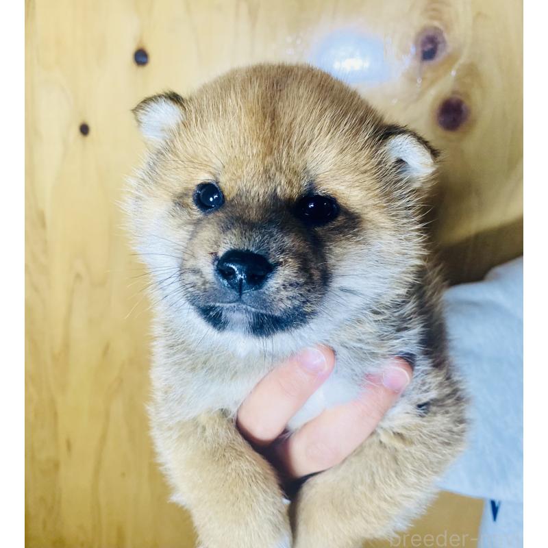 成約済の静岡県の豆柴-445061の5枚目