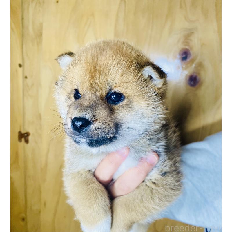 成約済の静岡県の豆柴-445061の4枚目