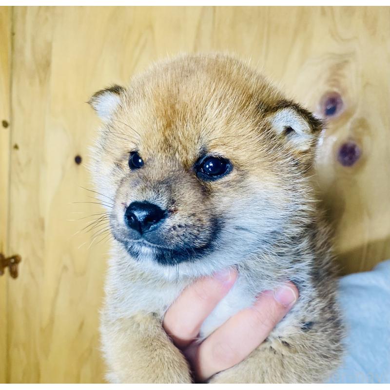 成約済の静岡県の豆柴-445061の3枚目