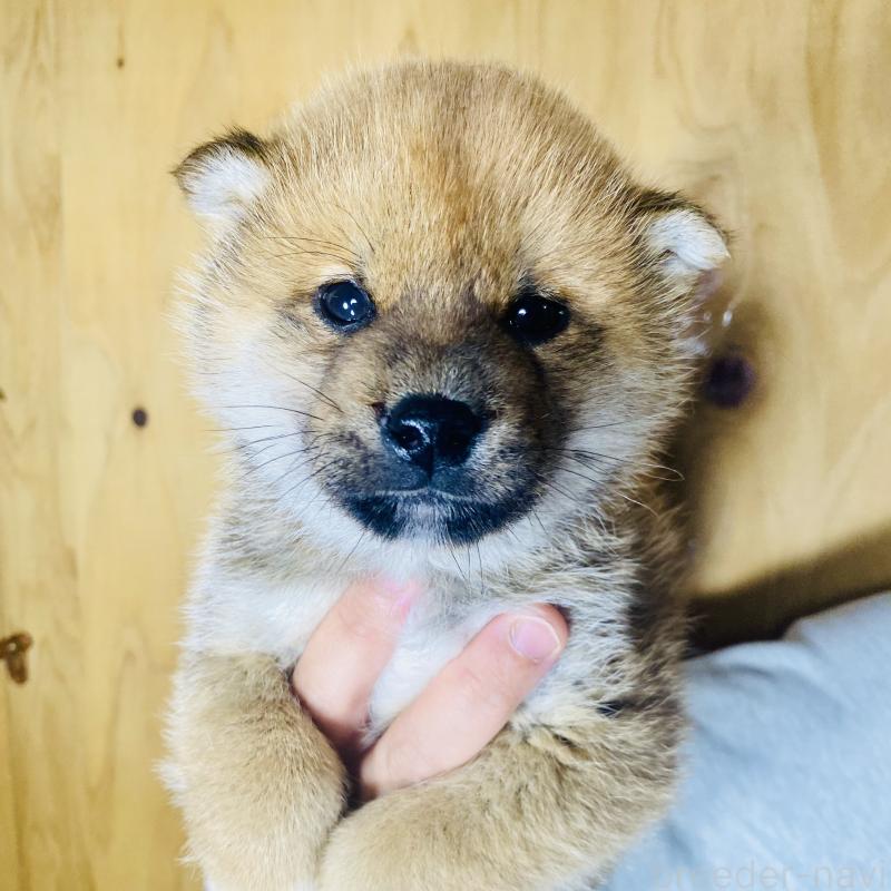 成約済の静岡県の豆柴-445061の2枚目