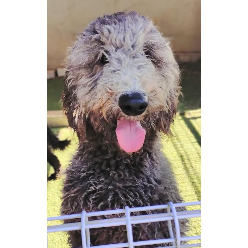 商談中の兵庫県のゴールデンドゥードル:ゴールデンレトリーバー×プードル-354095の3枚目