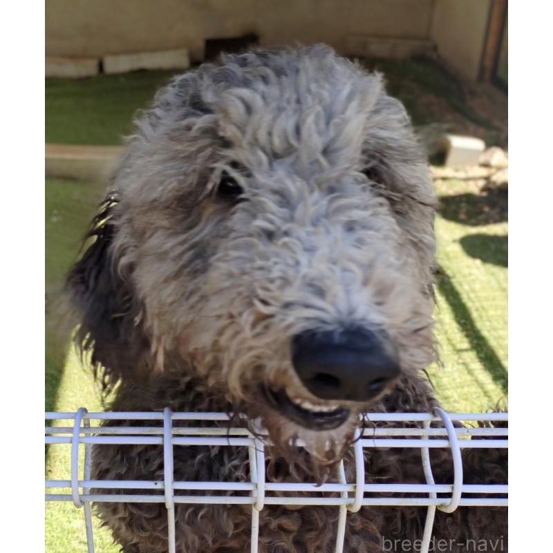 商談中の兵庫県のゴールデンドゥードル:ゴールデンレトリーバー×プードル-354095の2枚目