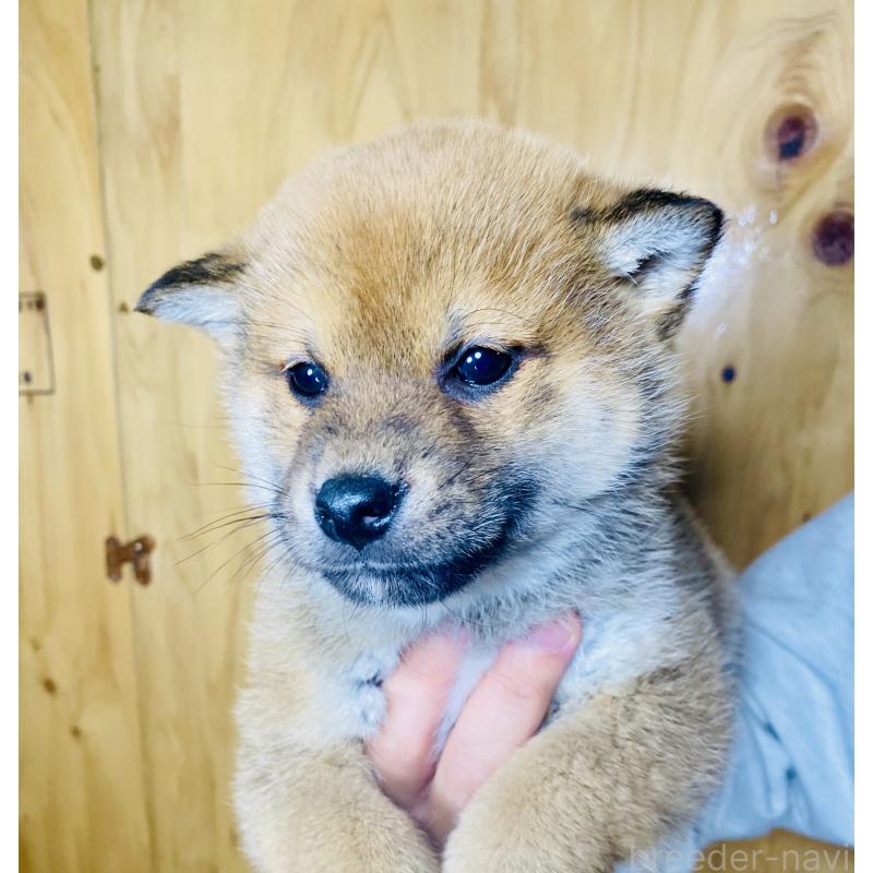 成約済の静岡県の豆柴-445066の3枚目