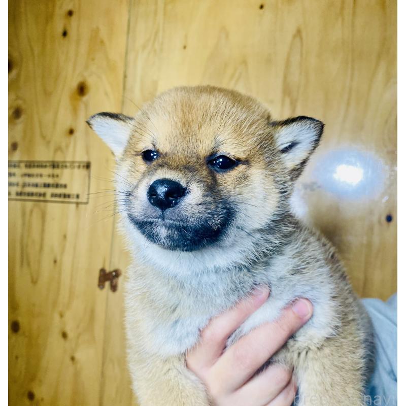 成約済の静岡県の豆柴-445066の2枚目