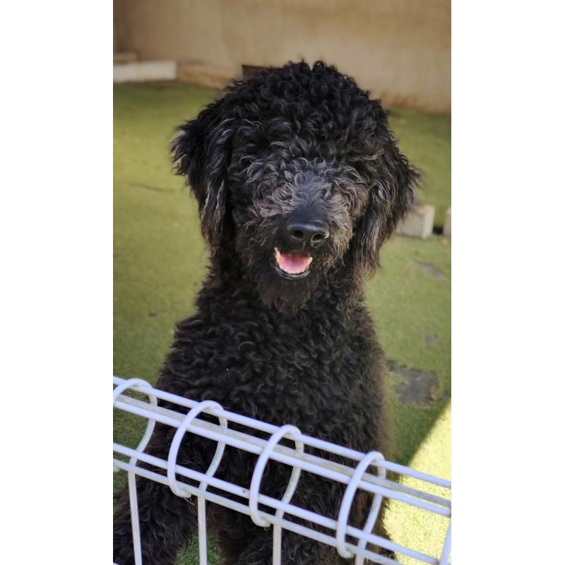 販売中の兵庫県のゴールデンドゥードル:ゴールデンレトリーバー×プードル-354297の3枚目