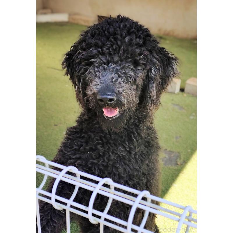 販売中の兵庫県のゴールデンドゥードル:ゴールデンレトリーバー×プードル-354297の2枚目