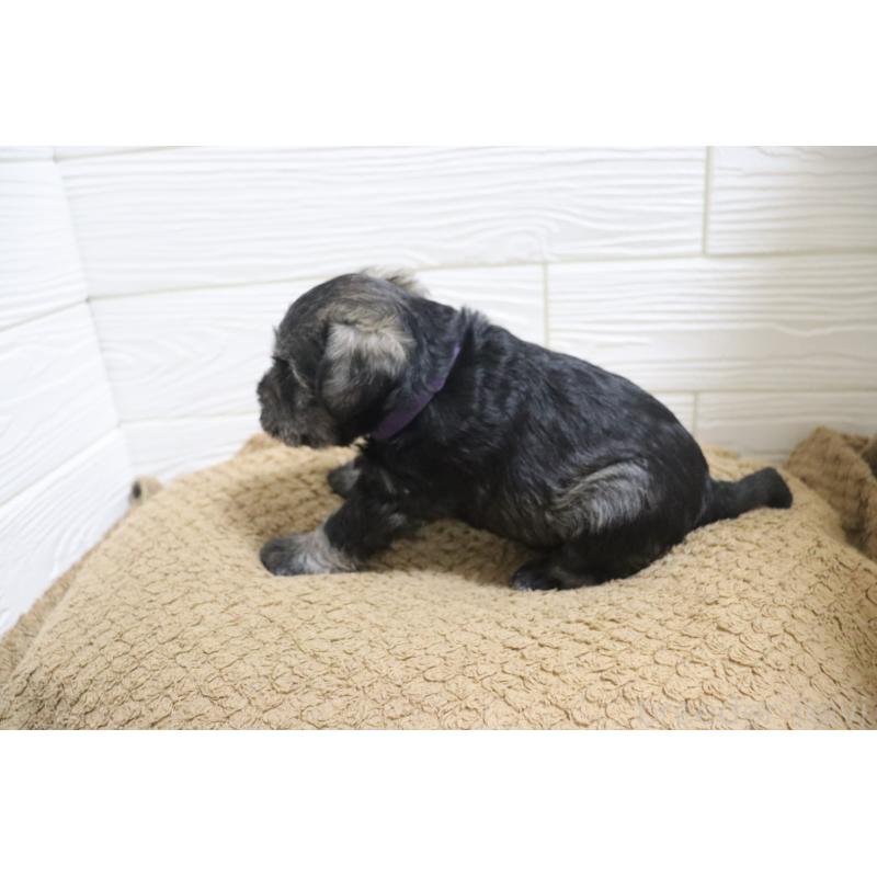 販売中の愛知県のミニチュアシュナウザー-442845の7枚目