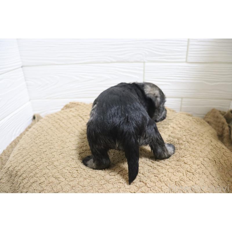 販売中の愛知県のミニチュアシュナウザー-442845の6枚目