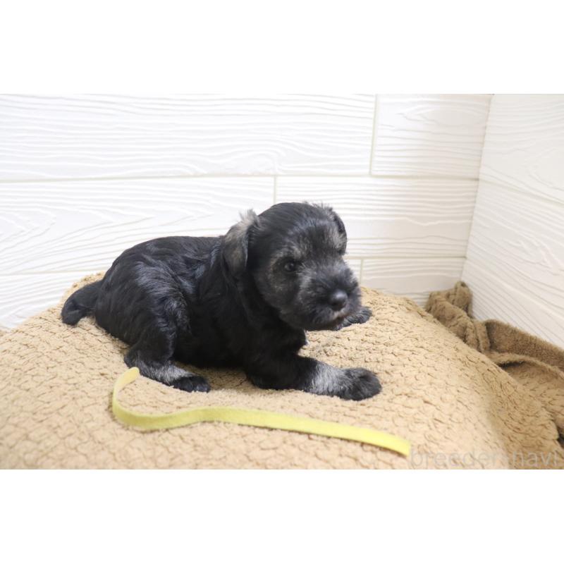 販売中の愛知県のミニチュアシュナウザー-442842の6枚目