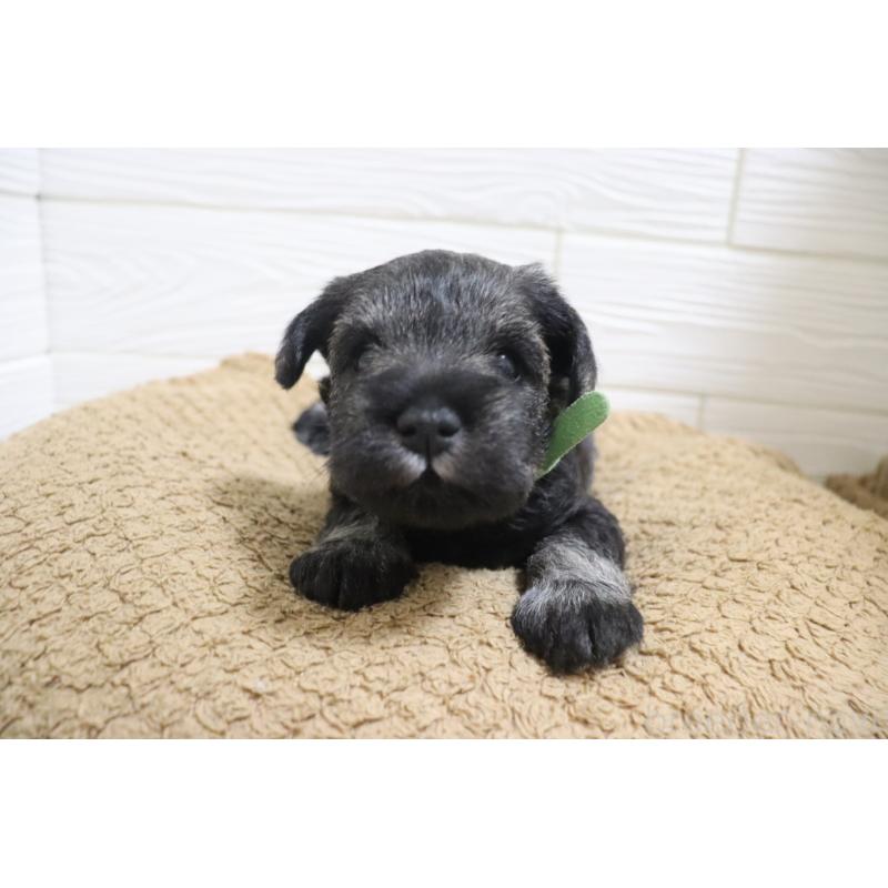 販売中の愛知県のミニチュアシュナウザー-442840の8枚目