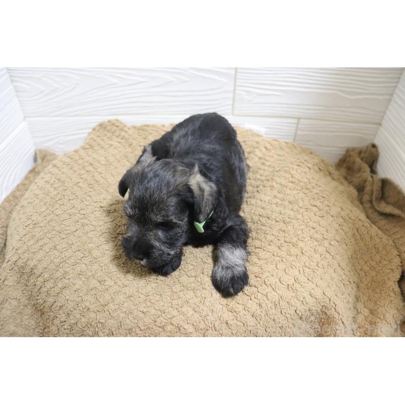 販売中の愛知県のミニチュアシュナウザー-442840の7枚目