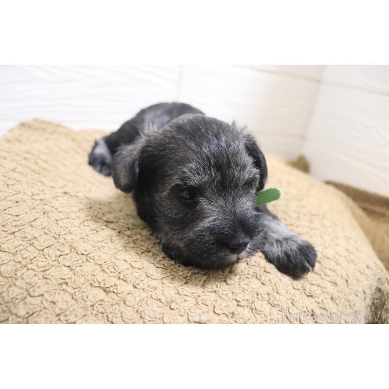 販売中の愛知県のミニチュアシュナウザー-442840の6枚目