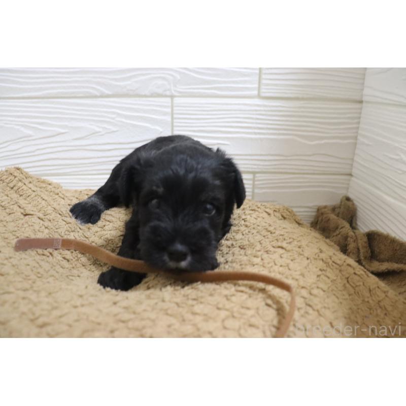 販売中の愛知県のミニチュアシュナウザー-442841の7枚目