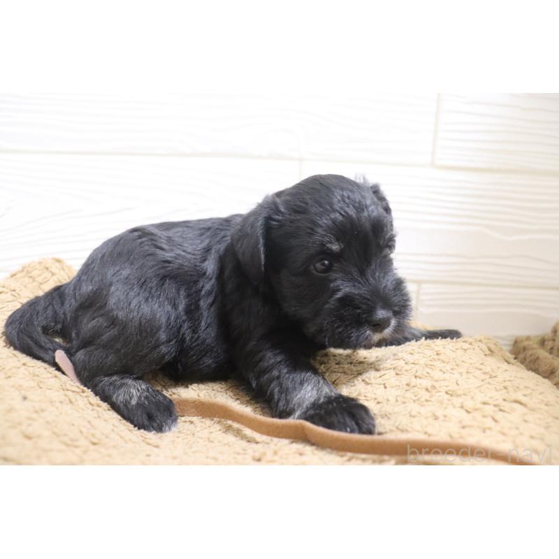 販売中の愛知県のミニチュアシュナウザー-442841の6枚目