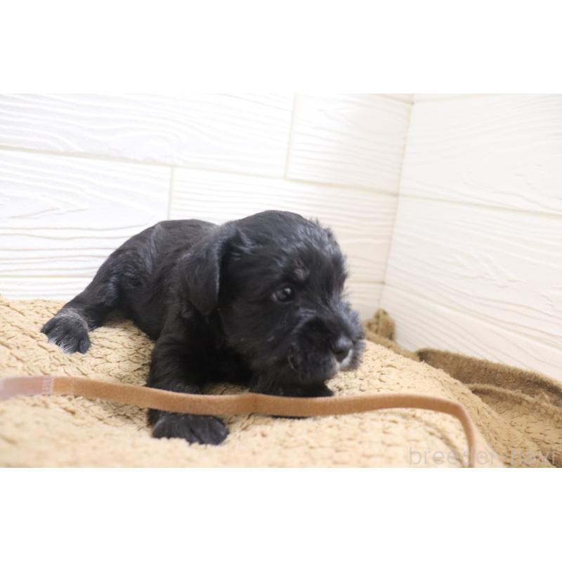 販売中の愛知県のミニチュアシュナウザー-442841の5枚目