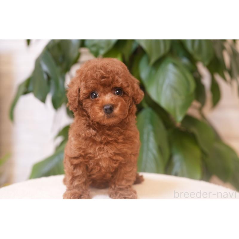 成約済の群馬県のタイニープードル-446373の2枚目